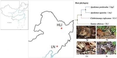 The influence of species identity and geographic locations on gut microbiota of small rodents